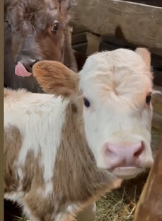 Хозяйство 🐄
