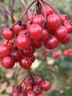 Прекрасное. Живая природа