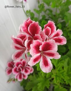 Пеларгонии