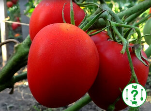 Удобрения для томатов