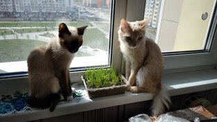 Симба и Нимфа, Орион и Мия