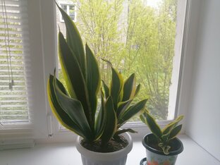 Агавовые