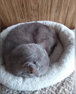 Котики и др