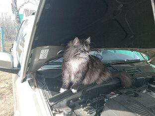 Пес и кот