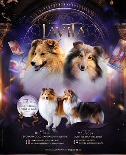 Шелти, литера Т