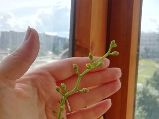 МОИ ЦВЕТЫ -ЛЕТО 202З.