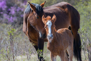 Лошади и про них