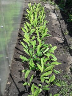 Урожайные грядки.