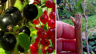 Смородина Крыжовник Ежевика