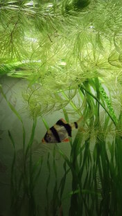 мой аквариум