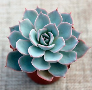 Эхеверии. Трудно? 