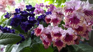 Стрептокарпусы