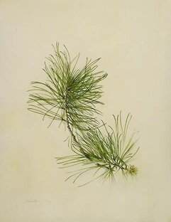 О СОСНЕ КОРЕЙСКОЙ