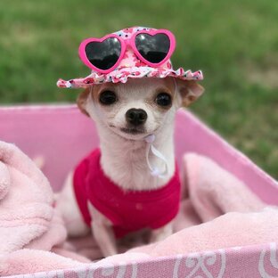 🐕 Неделя Собачек 🐕