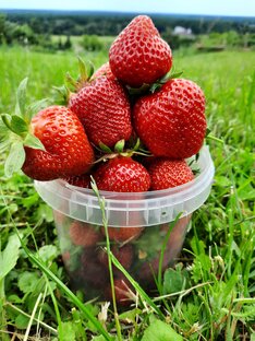Сажаем, обрезаем, подкармливаем, лечим и кушаем.
