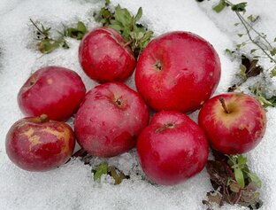 Сезон поздних яблок