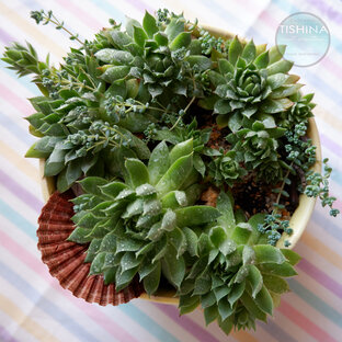 Фотосинтез