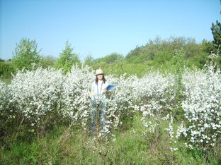 Медоносные ресурсы