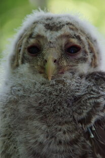 Животные и птицы