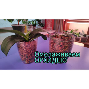 Омоложение Орхидей