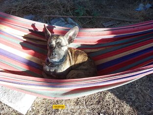 ЗВЕРЬЁ МОЁ!)