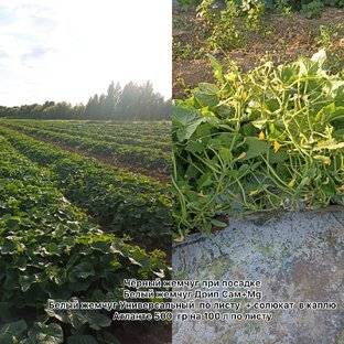 Выращивание огурца