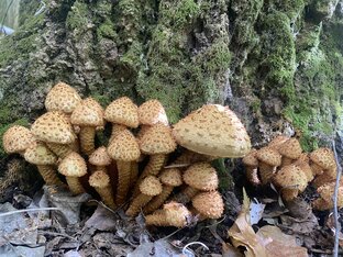 Море грибов, такого давно не было 🍄😱