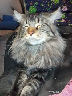 Кот Василий