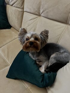 Лютик♥️