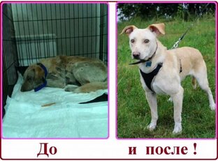 Собачки в добрые руки!