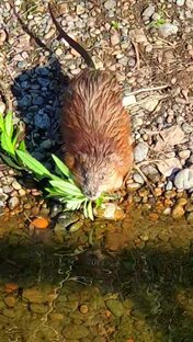 Жизнь ондатры 