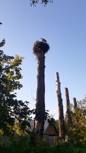 Аисты в городе.Рядом с домом.