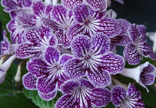 Цветы домашние