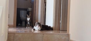 Кошки - члены семьи