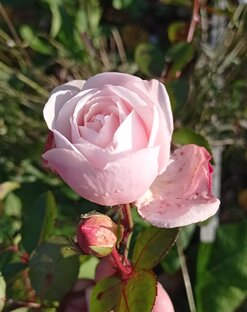 Устойчивые сорта роз. По алфавиту