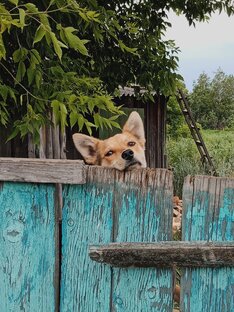 Уличные и деревенские