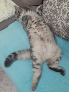 Любитель поваляться на диване 💃