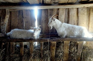 козья тема ))