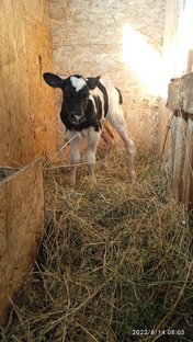 🐮доброе летнее утро🐮