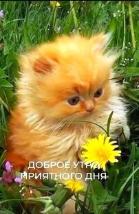 Crip вопрос
