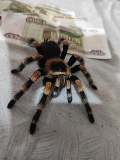 О птицеедах
