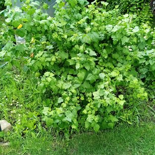 Черная смородина