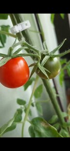 Томат 🍅