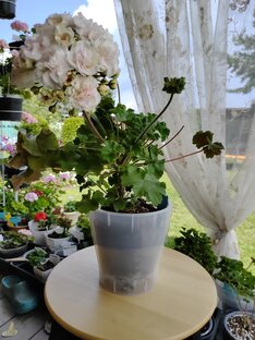 Наши пеларгонии