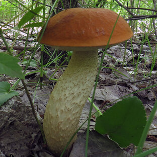 Грибы. Тихая охота