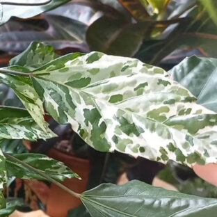 Гибискус🌱Комнатные растения