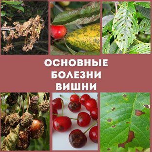 Болезни сада и огорода