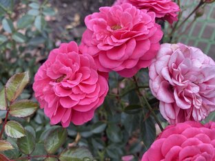 Дача. Огород