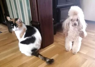 Киса и пёсик