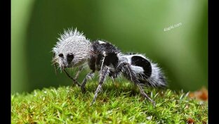 Необычные животные 